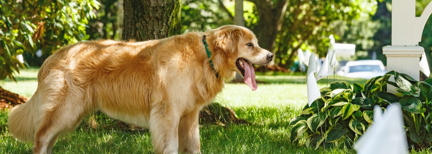 DogWatch of Mid-Alabama, Montgomery, Alabama | Outdoor Hidden Dog Fences Slider Image