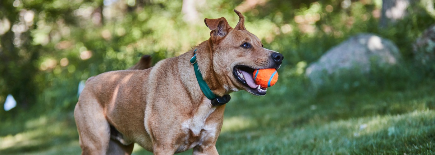 DogWatch of Mid-Alabama, Montgomery, Alabama | ProFenceX Slider Image